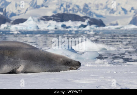 Der krabbenesser Lobodon carcinophaga, auch als krill - Esser Dichtung bekannt, ist eine wahre Dichtung liegen auf dem Eisberg in der Antarktis Halbinsel. Stockfoto