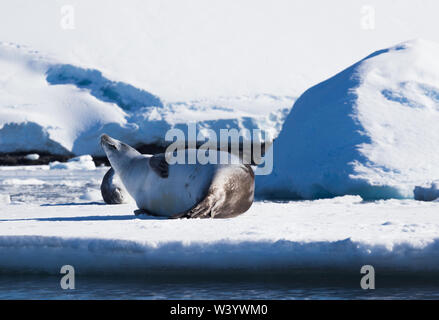 Der krabbenesser Lobodon carcinophaga, auch als krill - Esser Dichtung bekannt, ist eine wahre Dichtung liegen auf dem Eisberg in der Antarktis Halbinsel. Stockfoto