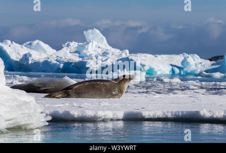 Der krabbenesser Lobodon carcinophaga, auch als krill - Esser Dichtung bekannt, ist eine wahre Dichtung liegen auf dem Eisberg in der Antarktis Halbinsel. Stockfoto