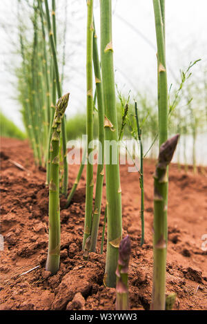 Spargelspitzen und Farn wächst in den Feldern Stockfoto