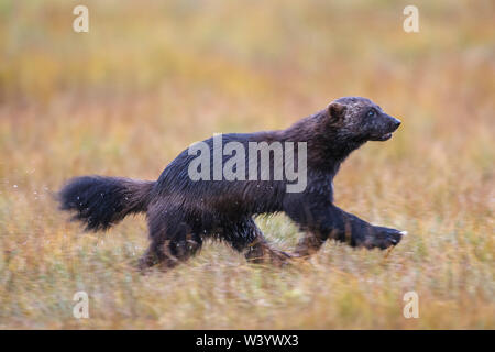 Wolverine, wolverene, Vielfraß (Gulo Gulo) Stockfoto