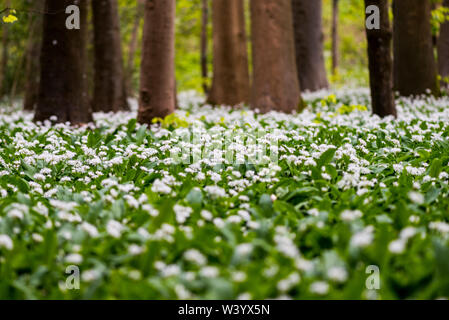 Große Flecken von wild blühenden Knoblauch in Dorset Woodland Stockfoto