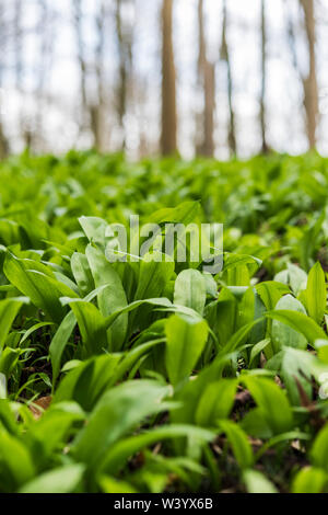 Große Flecken von Bärlauch in Dorset Woodland Stockfoto