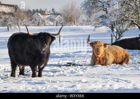 Eine schwarze und eine beige Hochlandrinder auf schneebedeckten Koppel. Die longhorns sind glänzend in der weißen Schneelandschaft. Im Hintergrund ist ein Gehäuse es Stockfoto