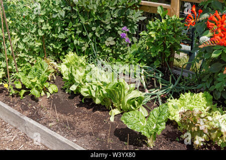Bio Kopfsalat in einem Bett in einem Gemeinschaftsgarten, Vancouver, BC, Kanada wachsenden Stockfoto