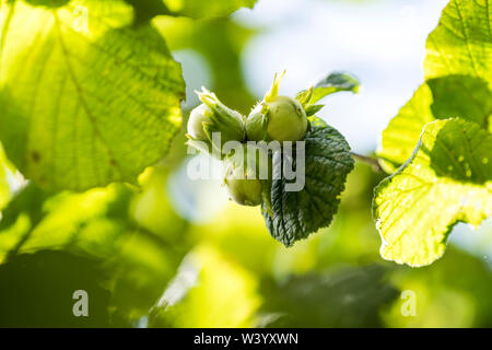 Hazel oder cobnuts in einem Cluster auf dem Baum Stockfoto