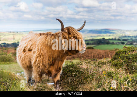 Highland Kuh Beweidung auf Dartmoor an einem Sommertag Stockfoto