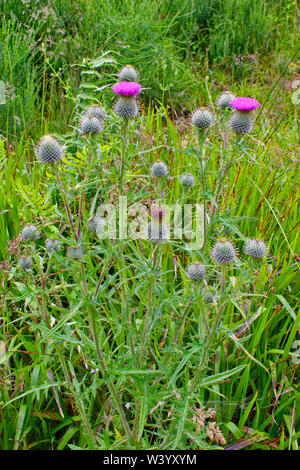 SCOTTISH THISTLE PFLANZEN UND BLUMEN Onopordum acanthium (Baumwolle Distel, Scotch (oder Schottischen) Thistle Stockfoto