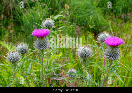 SCOTTISH THISTLE ANLAGE UND ZWEI MAGENTA BLUMEN Onopordum acanthium (Baumwolle Distel, Scotch (oder Schottischen) Thistle Stockfoto