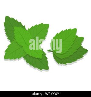 Minze Zweig. Weißer Hintergrund. Isoliert. Stock Vektor