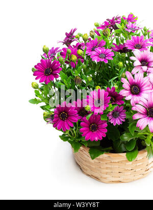 Gruppe von farbigen daisy flowers in Weidenkorb auf Weiß isoliert Stockfoto