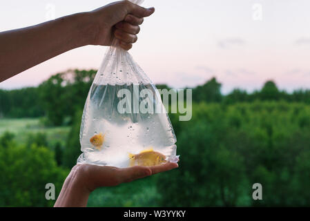 Paket mit Aquarium Fisch in der Hand. Hände halten einen Beutel, in dem zwei Goldfische schwimmen. Kauf und Verkauf von Fisch. Haustiere. Stockfoto