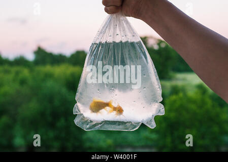 Eine Hand hält ein Paket mit zwei kleine Fische. Aquarium Fisch goldene Farbe. Am Abend des Tages. Im Hintergrund, Wald, Bäume, Sträucher Stockfoto