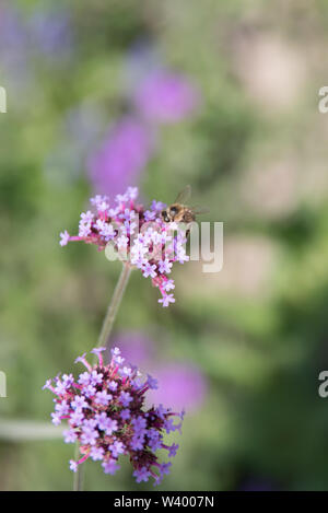 Bienen und Schmetterlinge auf Wildblumen in einem Garten Stockfoto