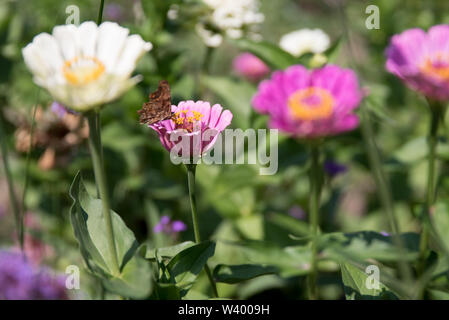 Bienen und Schmetterlinge auf Wildblumen in einem Garten Stockfoto