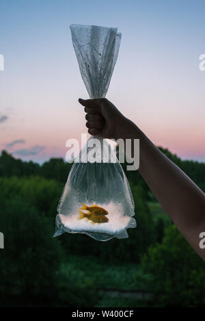 Gefangenen Fisch in der Verpackung. Zwei goldenen Fisch in den Händen einer Frau. Transparente Beutel mit Fisch auf dem Hintergrund des Waldes und den Sonnenuntergang. Stockfoto