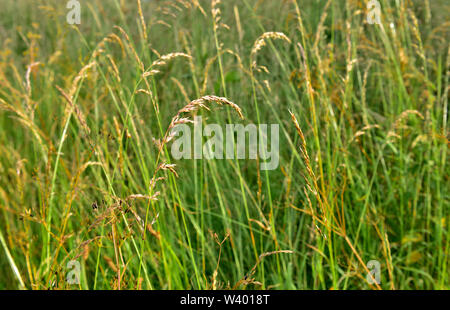 Wilde Gräser in der Wiese mit samenköpfe, Berkshire, Großbritannien Stockfoto