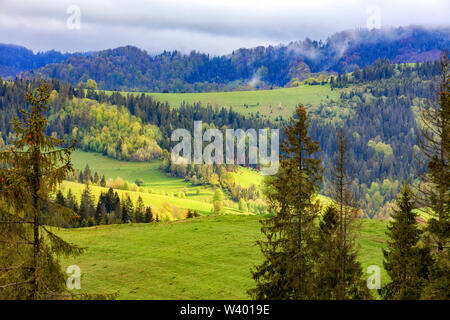 Auf den Gipfeln der Karpaten, einsame Kiefern wachsen, und die Sonnenstrahlen fallen auf grünen Weiden in der Mitte der Nadelwälder. Stockfoto