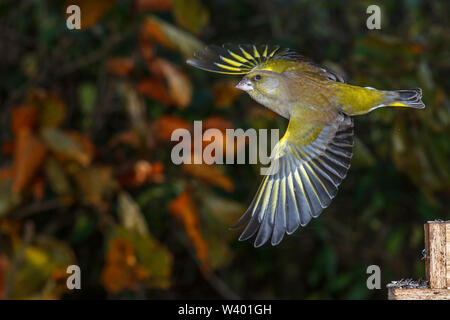 Grünfink, Grünfink (Carduelis chloris) Männchen abfliegend Stockfoto