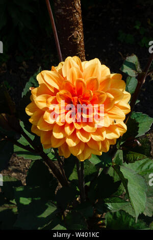Dahlie Blume, David Howard, in der Blüte Stockfoto