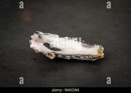 Tropic oyster Sea Shell, die in der australischen Nigaloo Riff Stockfoto