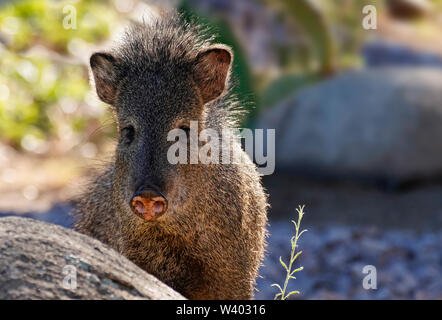Eine weibliche Javelina schaut direkt in die Kamera. Stockfoto