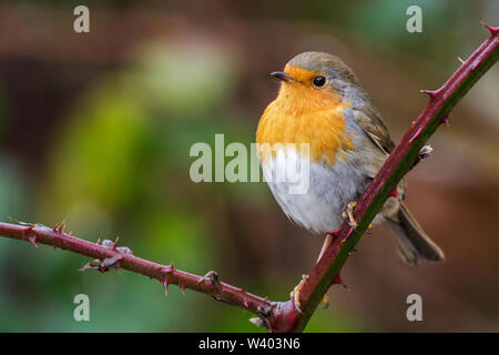 Europäische Robin, Robin redbreast, Rotkehlchen (Erithacus Rubecula) Stockfoto