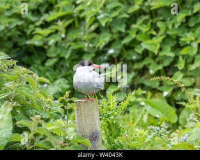 Atlantic tern auf eine Post. (Sterna Paradisaea) Stockfoto