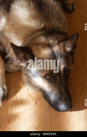 Sable Deutscher Schäferhund Kopf ruht auf dem Boden und schaut auf Viewer. Stockfoto