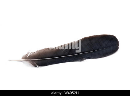 Blick von oben auf die Schwarze Feder isoliert auf weißem Hintergrund Feder von einem Vogel auf einem weißen Stockfoto