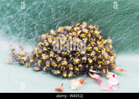 Gemeinsamen Garten Spinne, Araneus diadematus, Jung, Northumberland, Großbritannien Stockfoto