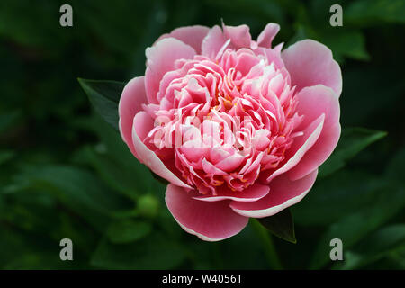 Pfingstrose geätzt Lachs. Doppelzimmer Rosa Pfingstrose. Paeonia lactiflora (Chinesische Pfingstrose oder gemeinsamen Garten Päonie) Stockfoto