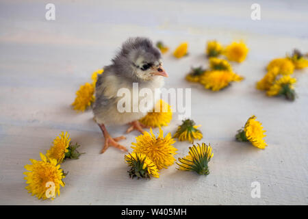 Küken der grauen Farbe der Rasse der Dominanten Kosten unter gelben Dandelionen . Stockfoto