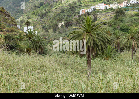 Natürliche Sehenswürdigkeiten von La Hermigua auf La Gomera. Sonnigen Tag - typisch ländlichen Gebiet - Palmen, Bananenplantagen, Obstgärten und Weinberge im Tal. C Stockfoto