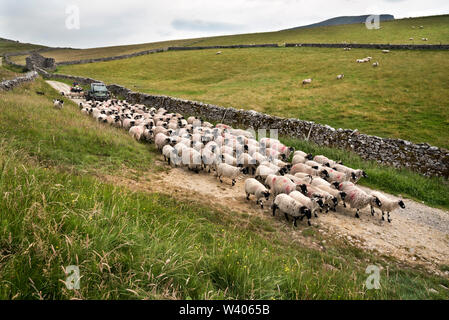 Eine Herde Schafe sind Dalesbred entlang einem Feldweg in der Nähe von Horton-in-Ribblesdale, Yorkshire Dales National Park. Stockfoto