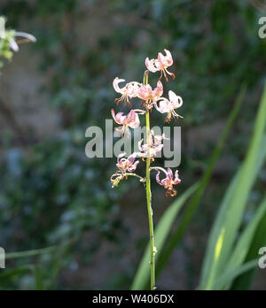 Single Tiger Lily in Blüte im Tintinhull Gärten Somerset Stockfoto