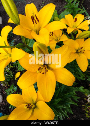 Blühende Blumen von gelben Lilien mit Tropfen Wasser auf die Blütenblätter. Stockfoto