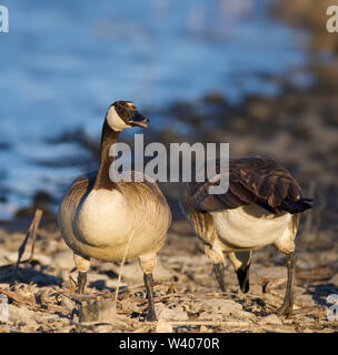 Zwei Gänse am Seeufer Stockfoto