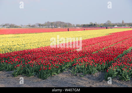 Ein Tulpenfeld mit roten und gelben Blumen in den Niederlanden gefüllt Stockfoto