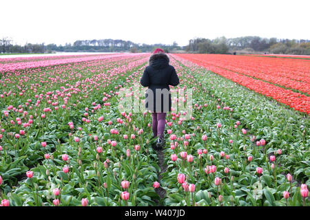 Junge Frau zu Fuß in ein Tulpenfeld in den Niederlanden Stockfoto