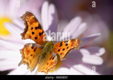 Ein Satyr Komma, ein Anglewing Schmetterling Nektar von einer Blume zu erhalten. Stockfoto