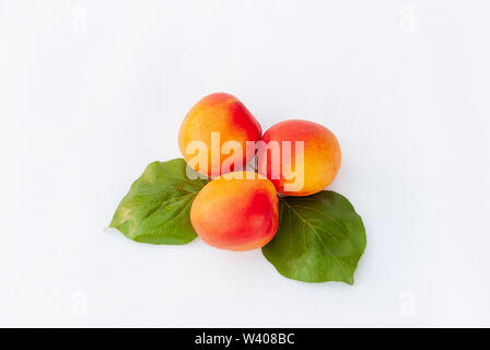 Baum Aprikosen mit Blättern auf weißem Hintergrund. Aitona Früchte. Stockfoto