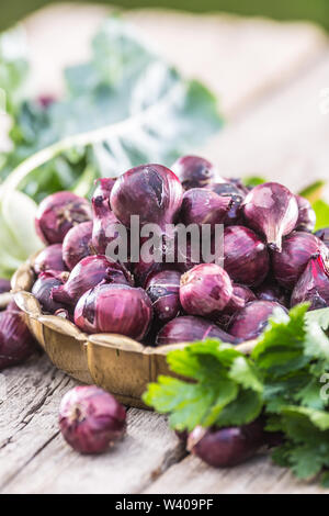 Rote Zwiebel in Bronze Schüssel auf Garten Tisch. Close-up Frische gesunde Gemüse Stockfoto