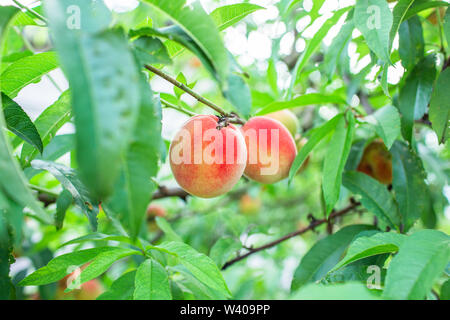 Nahaufnahme Bild der roten Rip-Pfirsiche im Peach Tree oder in den ökologischen Landbau Obstgarten oder Home Garten im Sommer vor abgeholt werden Stockfoto