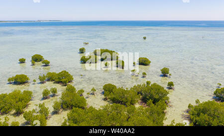 Mangroven wachsen auf die Atolle. Meer Strand mit Korallenriffen und tropischen Bäumen, Ansicht von oben. Stockfoto