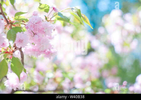 Blühende Zweige der Sakura sind mit Rosa zarten Blüten bedeckt Stockfoto