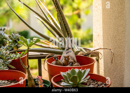 Ein paar Tauben, ein Nest in einem leeren Blumentopf auf dem Balkon und nun haben wir zwei Küken. Stockfoto