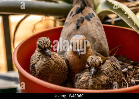 Ein paar Tauben, ein Nest in einem leeren Blumentopf auf dem Balkon und nun haben wir zwei Küken. Stockfoto