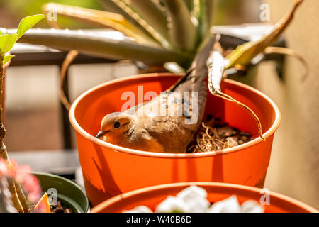 Ein paar Tauben, ein Nest in einem leeren Blumentopf auf dem Balkon und nun haben wir zwei Küken. Stockfoto