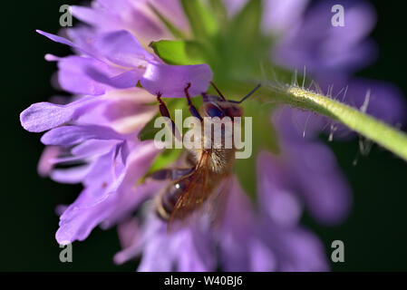 Nahaufnahme eines kleinen Honigbiene kriechen auf die Rückseite einer violetten Wiese Blume Stockfoto